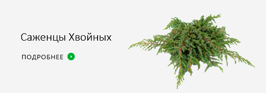 хвойные